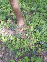 Flowers in the Park