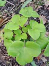 Anemone hepatica
