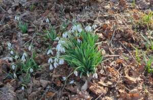 Snowdrop in Rynski Dwor