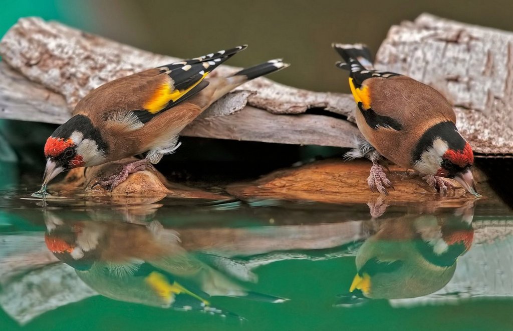 European Goldfinch (Carduelis carduelis)