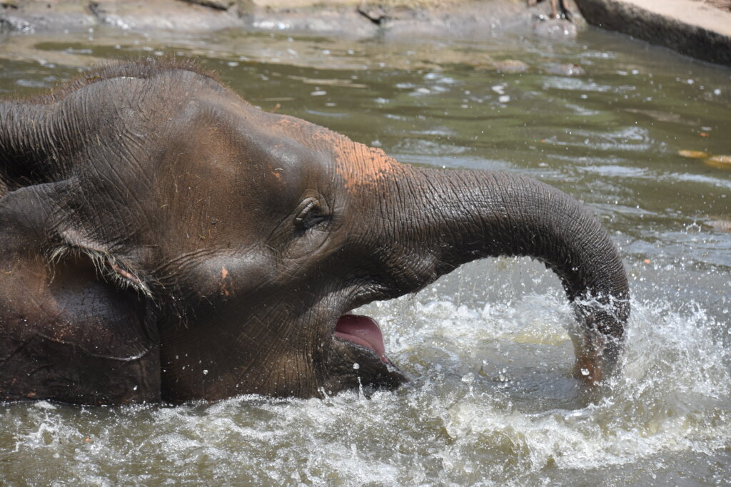 Taking Endangered Elephants From Conflict To Care