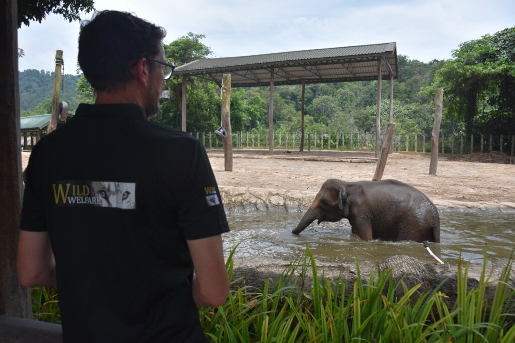 Taking Endangered Elephants From Conflict To Care