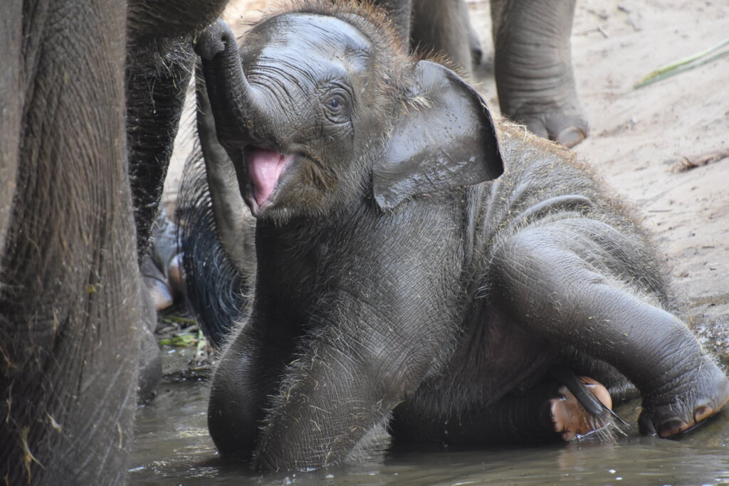 Taking Endangered Elephants From Conflict To Care