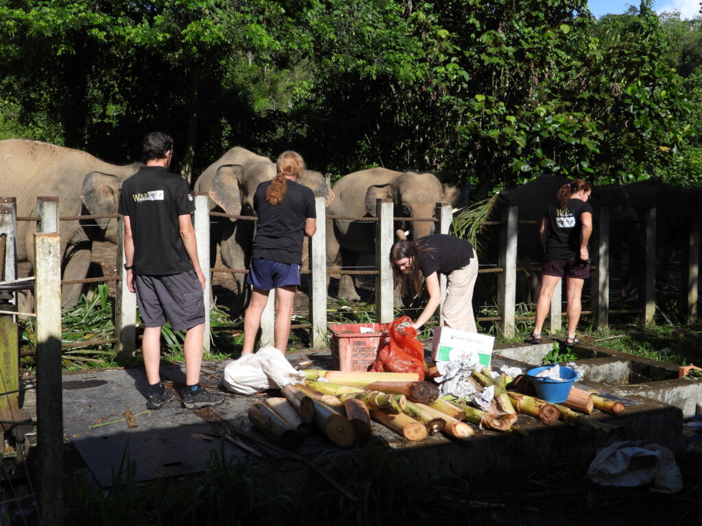 The Wild Welfare team helping out at feeding time