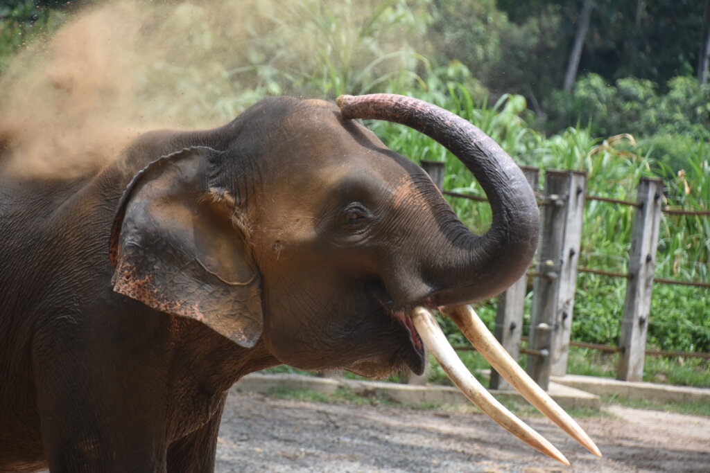 Taking Endangered Elephants From Conflict To Care