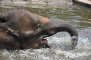 Enjoying a bath!