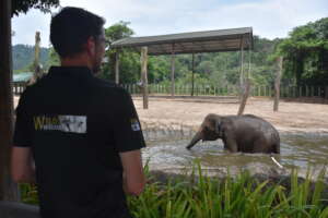 Wild Welfare Director Simon Marsh observing