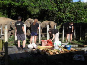 The Wild Welfare team helping out at feeding time