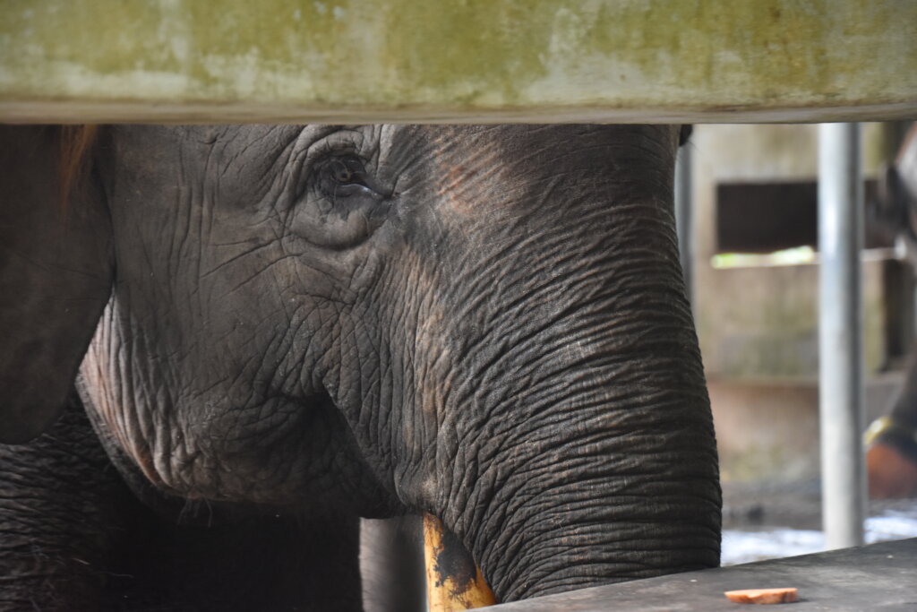 Taking Endangered Elephants From Conflict To Care