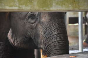 Taking Endangered Elephants From Conflict To Care