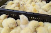 A chicken project to keep 100 poor kids in school
