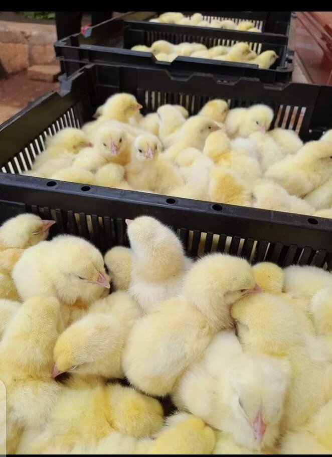 A chicken project to keep 100 poor kids in school