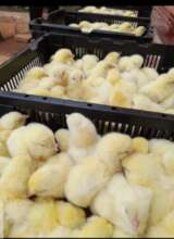 A chicken project to keep 100 poor kids in school