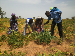 AJUBS members working in their field