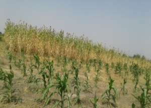 The AGAM millet farm in Moutourwa