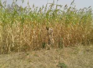 The AGAM vice president in thier millet farm