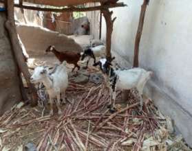 Some goats for IGA in Tokombere member's house