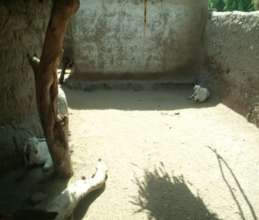 Some goats for IGA in member's house
