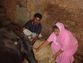 SATU members preparing for calf birthing