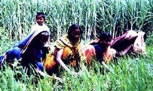 SATU members in the field