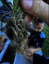 examining root structure