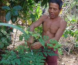 Harvesting Moringa