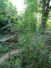 Moringa not affected by Flood Waters