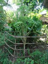 A well used and thriving Moringa Tree