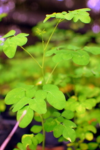 Moringa leaves - delicious in stir fries and soup!