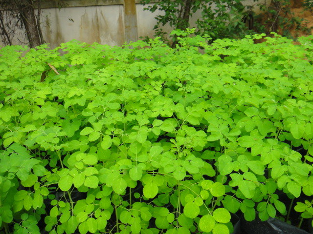 A Sustainable Solution To Malnutrition In Cambodia