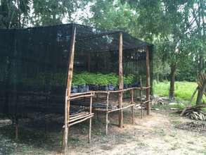 Nearly ready to be transplanted