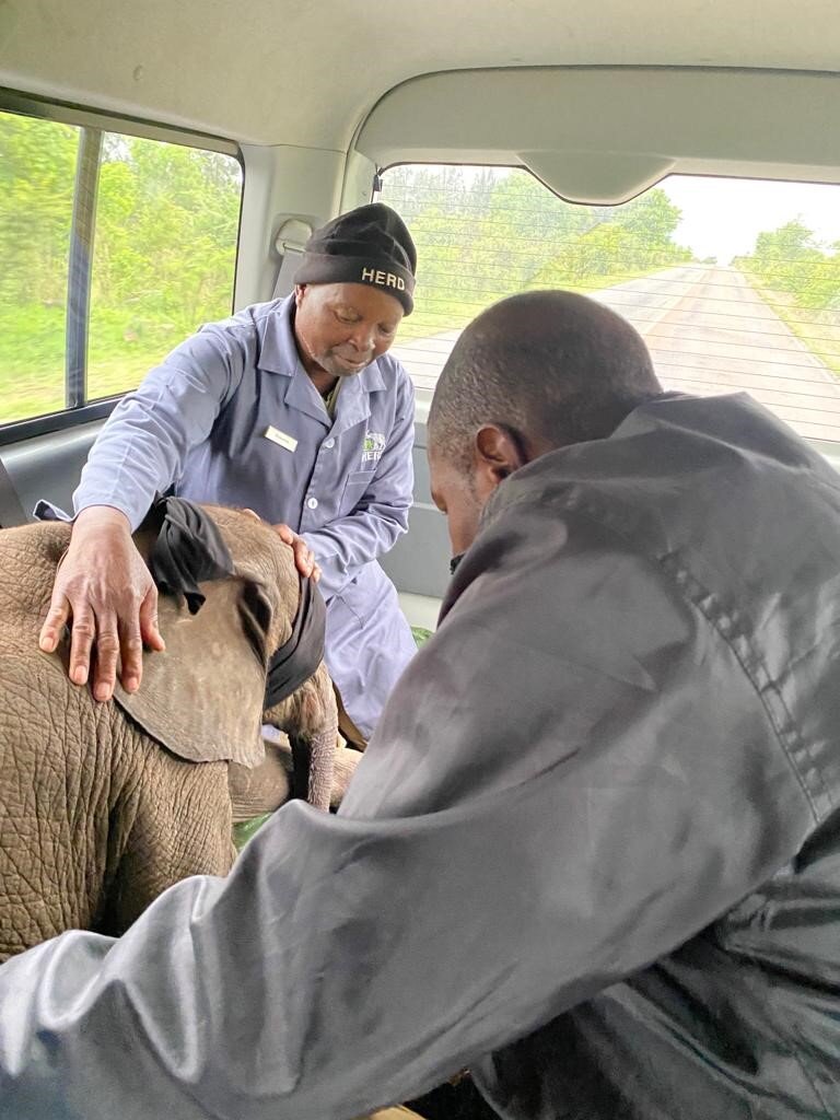 Orphan Calf Phabeni's Fundraiser