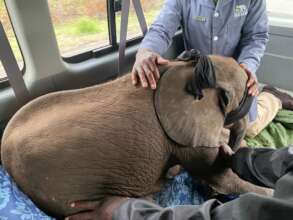 Phabeni being transfered to HERD