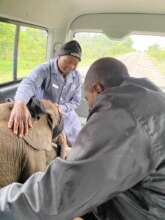 Phabeni transfered to HERD