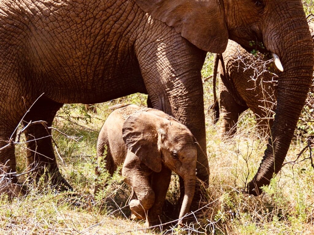 Support 12 Projects This Advent