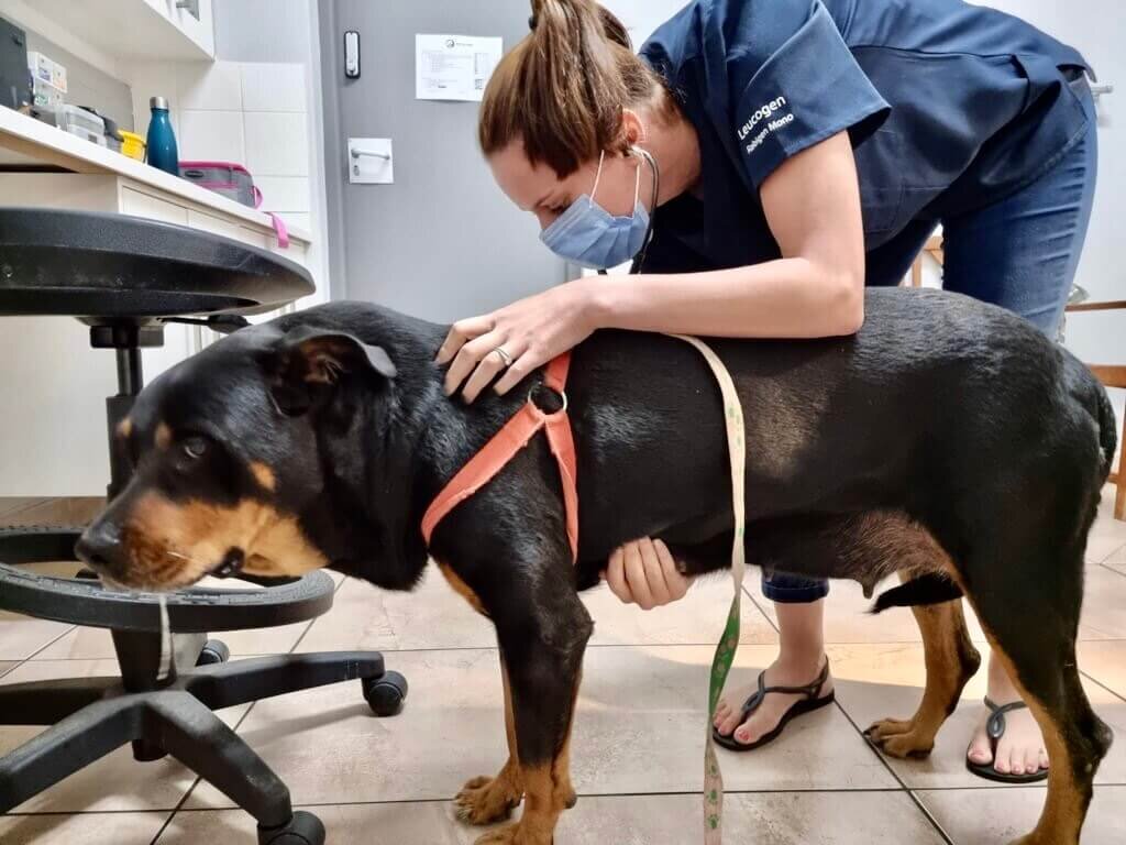 Support 12 Projects This Advent