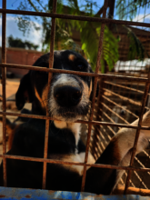 More Than 3000 Dogs Pleading For Food and Medicine