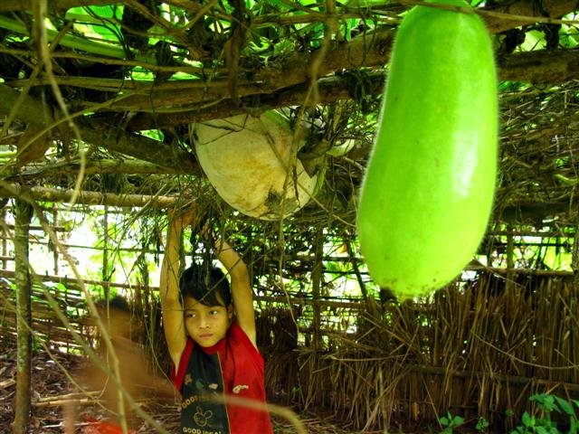 Help Ethnic Cambodians Conserve 300k ha of Forest