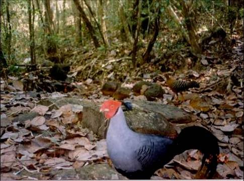 Help Ethnic Cambodians Conserve 300k ha of Forest