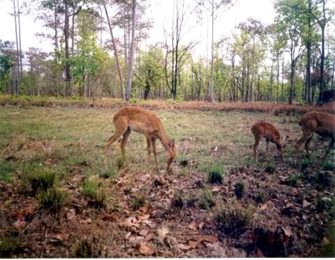 Help Ethnic Cambodians Conserve 300k ha of Forest