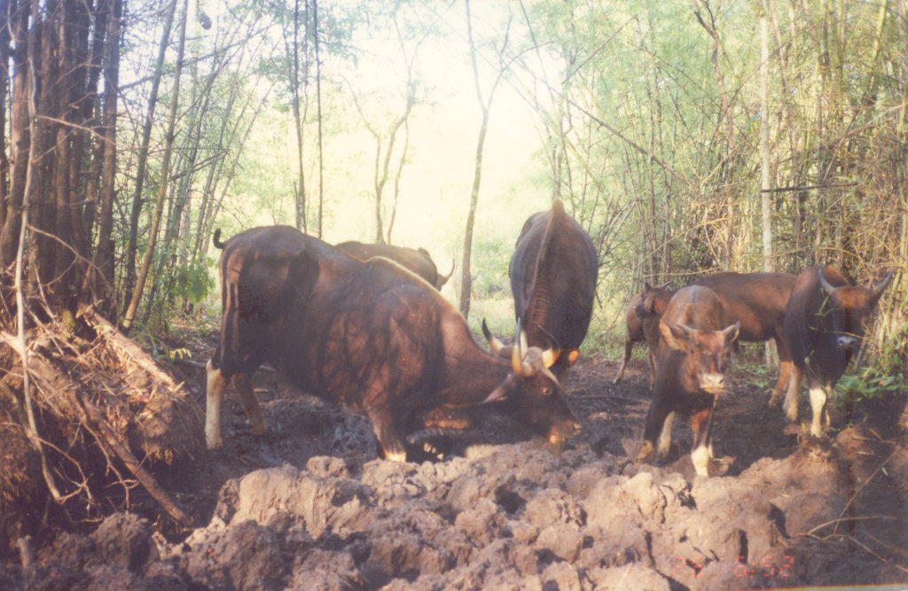 Help Ethnic Cambodians Conserve 300k ha of Forest