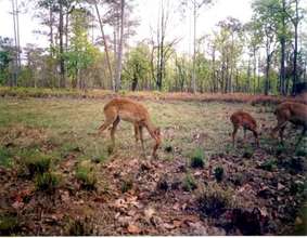 Wildlife in the project area2