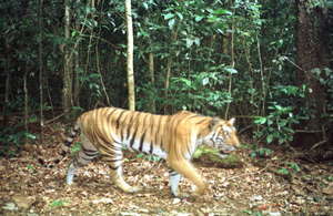 Rare tiger-Mondulkiri