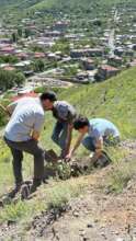 Planting roses at the Hill of Roses