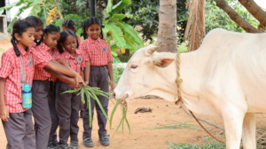A class on domestic animals