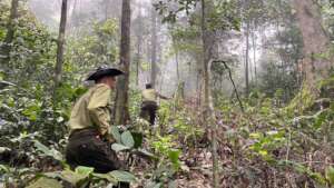 Patrolling in the deep forest
