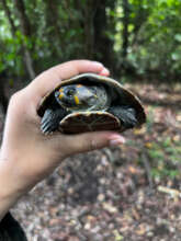 Yellow Spotted Turtle, photo by Viviana