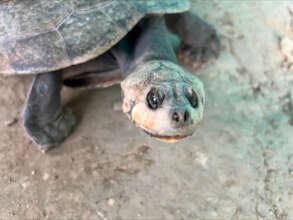 Yellow Spotted Turtle, photo by Viviana