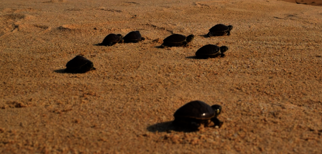 Saving Freshwater Turtles of the Amazon River