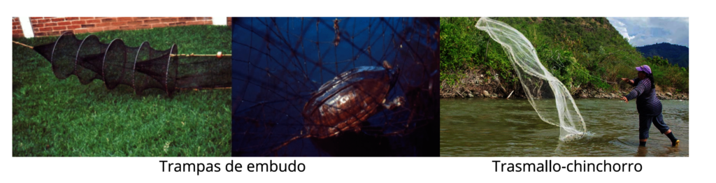 Saving Freshwater Turtles of the Amazon River